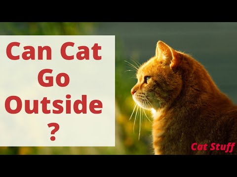 7 Should Cats Be Allowed To Go Outdoors? Cat Outside House: Risks and Benefits. Cats Outdoors facts.