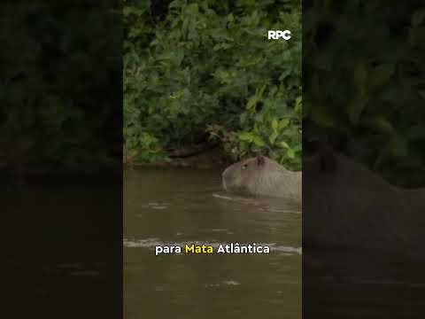 Mande para aquela pessoa que deve ir pra Querência do Norte com você 😍