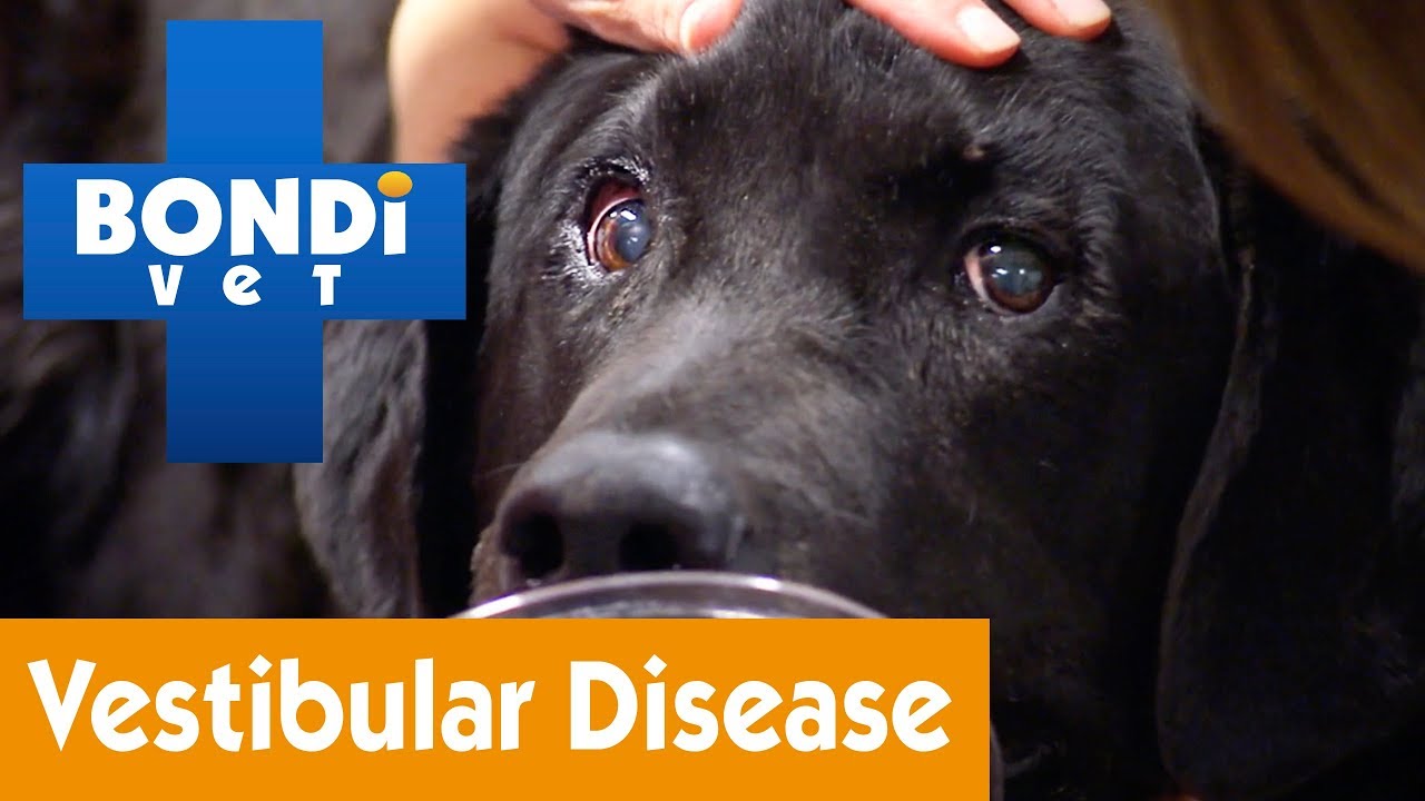 How Long Can dogs live with vestibular disease? Any Answer