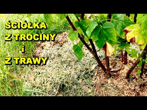 Ściółka z trociny i trawy. Co zmieniło się w ogródku