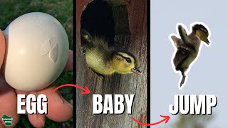 From Egg to First Jump: Incredible Baby Wood Duck Timelapse!