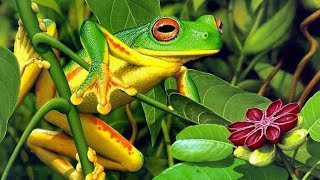 Download lagu Suara Katak mp3