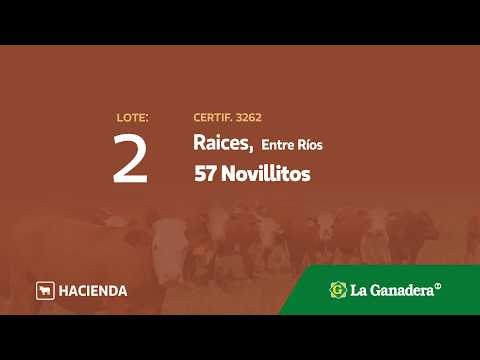 Lote Novillos Raices