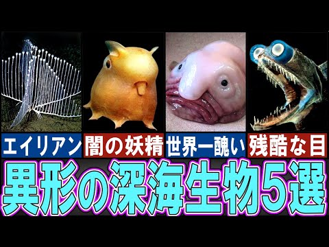 深海の動物: 知っておくべき興味深い事実