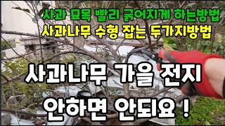 사과나무 가을전지 이렇게 해줘야 봄에 사과가 주렁주렁 열려요! #사과나무전지 #배나무전지 #단감나무전지 #대…