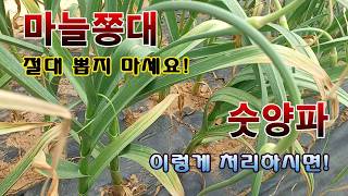 [텃밭농부 2,242]  마늘쫑 절대 뽑지 마시고, 숫양파는 이렇게 처리하세요! #마늘재배 #양파재배