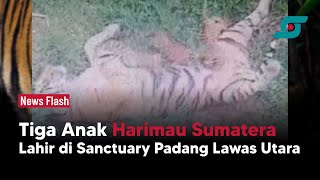 Kabar Gembira! Tiga Anak Harimau Sumatera Lahir di Sanctuary Padang Lawas Utara | Opsi.id