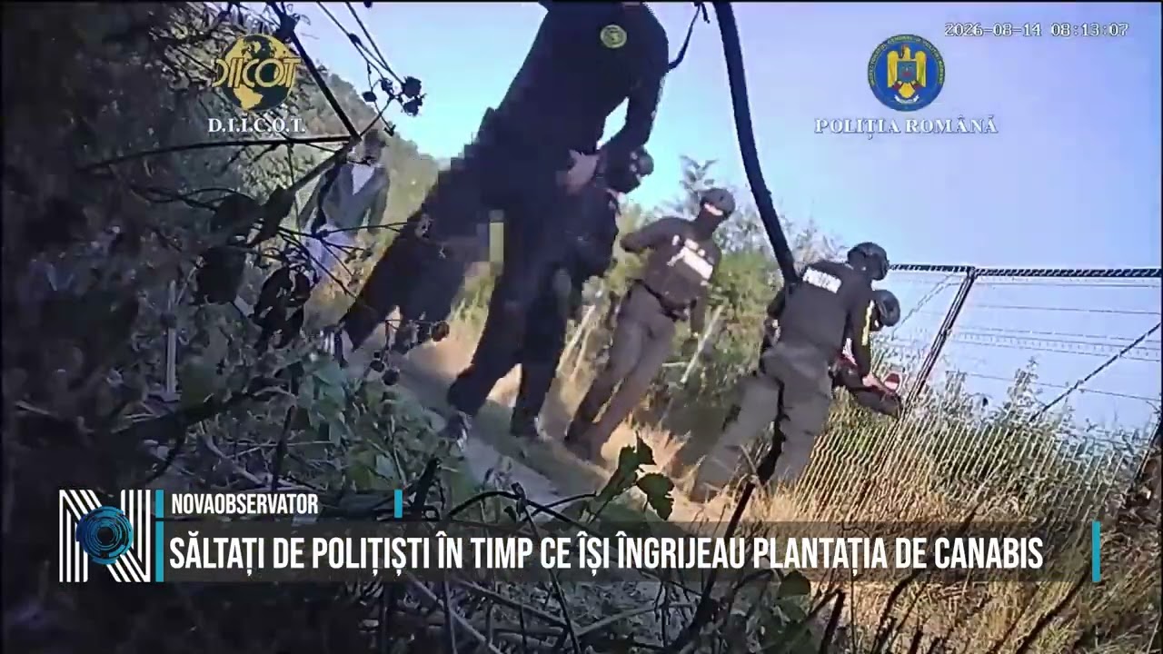Săltați de polițiști în timp ce își îngrijeau plantația de canabis