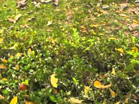 comment traiter la pyrale du buis