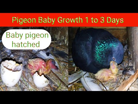 , title : 'pigeon baby growth day by day || how pigeon baby grow fast #babypigeon'