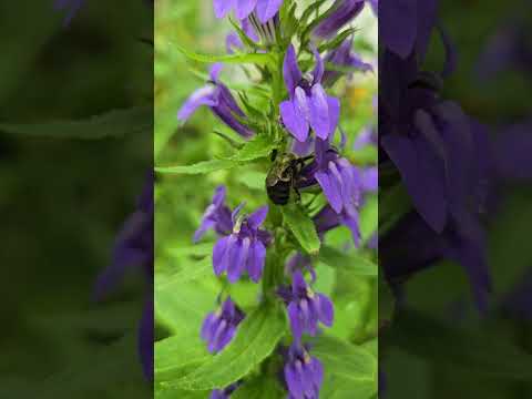 Bumblebee Nectar Robbing #nature #pollinators #insect #naturelovers #gardening #bee