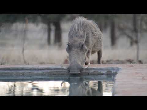 Warthog drinking from our pool
