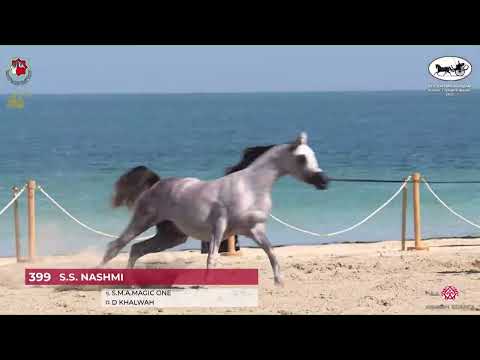 N.399 S.S. NASHMI - Al Dhafrah Arabian Horse Championship 2023 - Colts 2 Years Old (Class 7A).mp4