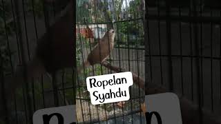 Download lagu Trucuk Ropel Syahdu #pancingantrucukanagarropel mp3 Download lagu Trucuk Ropel Syahdu #pancingantrucukanagarropel mp3