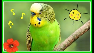 Красивое ПЕНИЕ попугая/Веселое ПЕНИЕ волнистого попугая/Singing budgies/зеленый попугайчикTV