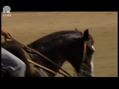 Bocal de Ouro Esteio (RS) – 2° lugar machos – Encantto Della Tersa