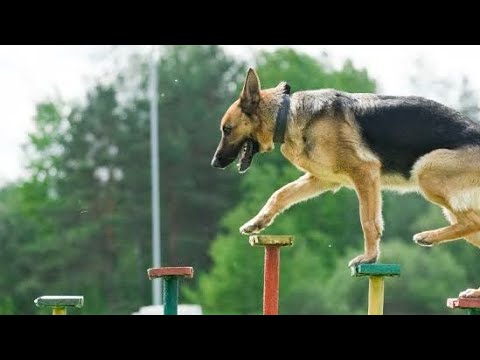 Extreme trained dogs in military