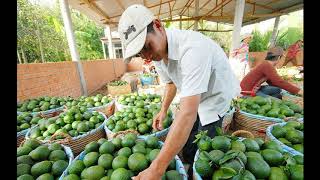 VIETNAM:  moments in time no. 150  -  GREEN ORANGES
