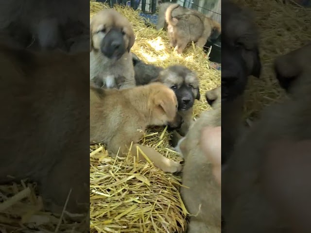 St Bernard/Golden Lab X puppies | Dogs & Puppies for Rehoming ...