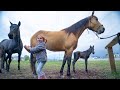 NEW BABY HORSE Adley Visits Spirit To Help With Their Farm Routine