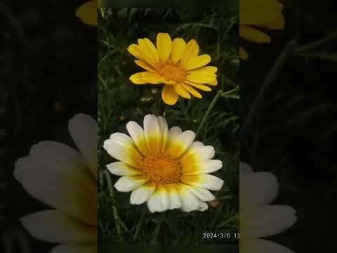 main kho gya pyare phoolo mein😍✨️#beautifulflower #kushagra #shorts #floralphotography #naturebeauty