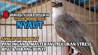 Download lagu Variasi Suara panggilan trucukan, pancingan & masteran trucuk agar cepat BUNYI gacor ropel panjang mp3