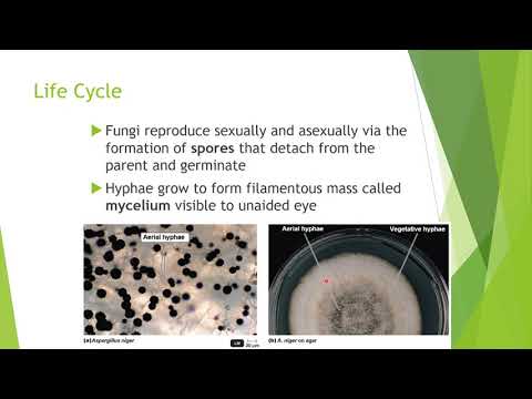 Eukaryotes Fungi Protozoa Helminths