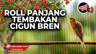Download lagu 🔴 Live Kenari Gacor Panjang Tipe Roll Tembak Sejalur Bren Ciblek mp3