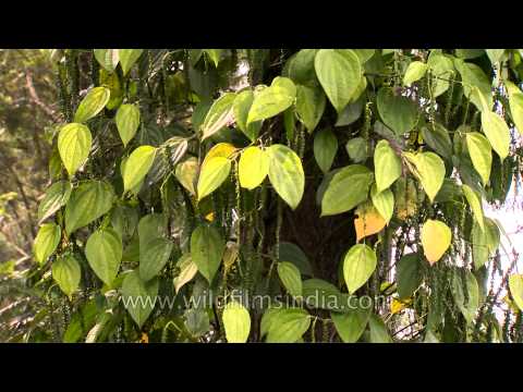 Black pepper (Piper nigrum)