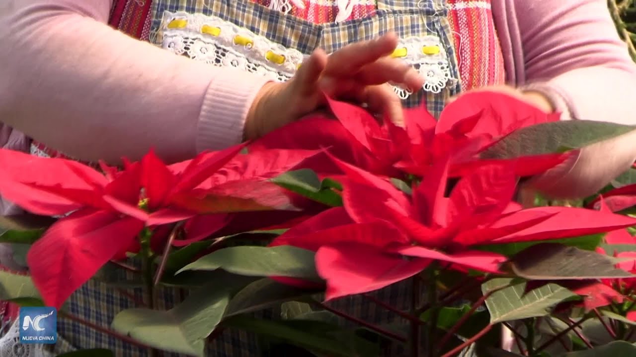 Barrio de capital mexicana preserva tradición y sustento familiar con cultivo de flor de Nochebuena
