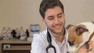 Fleas, Ticks, and Intestinal Parasites - Petsadena Animal Hospital