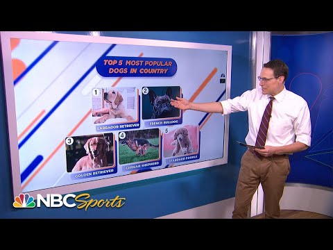 The Only Person On Earth Who Can Analyze Dog Breeds Like Election Results Is Steve Kornacki