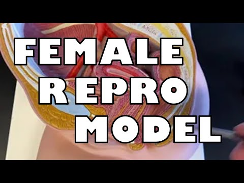 Female Reproductive Model