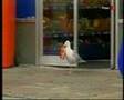 Sam the seagull stealing Doritos 
