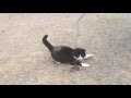 Cute Tuxedo Cat Playing Outside In Slowmotion
