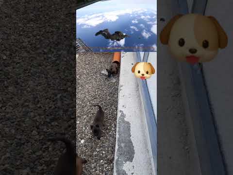 Estos cachorros Malinois se preparan para convertirse en paracaidistas