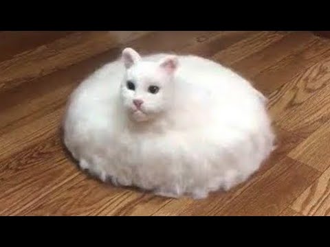 Best Funny & Cute Cats Videos | Cute Kitten🐶🐱 Part 4