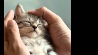 Leningrad Cowboys - Nadja