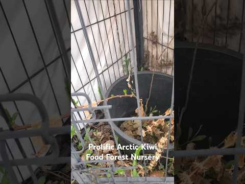 Idaho Kiwis: Cold-Hardy Fruit Forest Success