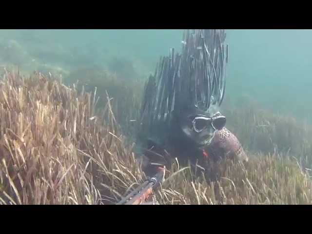 Epaulière Cryptik Posidonia Brown Shoulder vidéo Epaulière Cryptik Posidonia Brown Shoulder vidéo