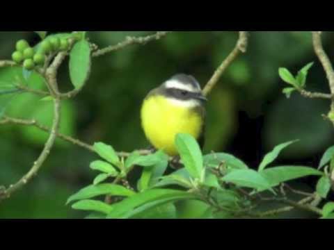 Birds of Paradise - Georgia Kelly