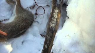 Rabbit trapping