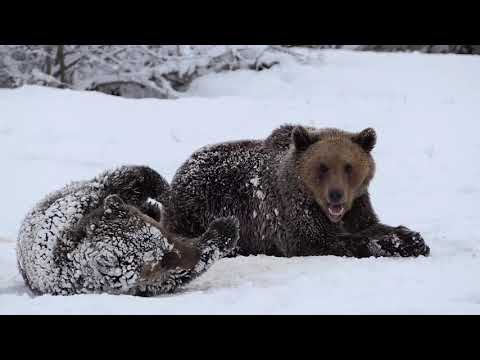 Watch the bears at Libearty enjoy the snow