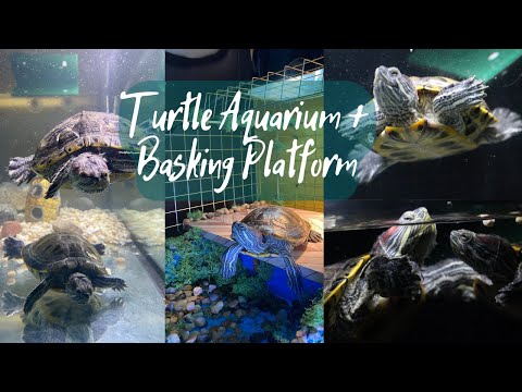 $900 Turtle Tank Set-Up + DIY Basking Platform
