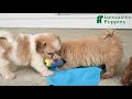Havanese dogs for sale: Barkley - Video 1