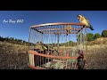 GOLDFINCH SINGING in a Cage and Attracting Other Goldfinches