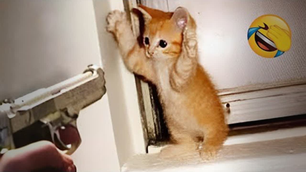 😂 You Laugh You Lose 😆😹 Funniest Dogs and Cats 2024 ❤️