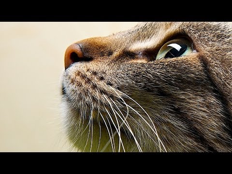 How to Train a Cat to Touch Your Hand | Cat Care