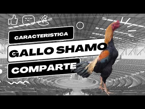 , title : 'Gallos Shamo'