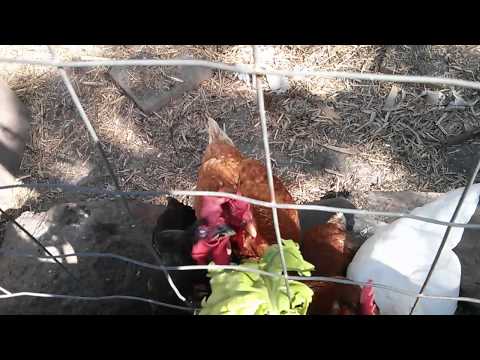 Chickens go crazy for silverbeet